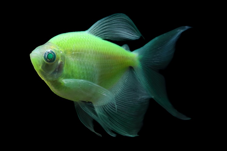 GloFish - **Tetra - Long Finned Electric Green - Quantity of 6